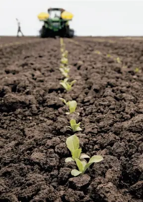  ?? Michael Macor / The Chronicle ?? The Lettuce Bot developed by Blue River Technology of Mountain View creates space between romaine plants while working a Castrovill­e field.