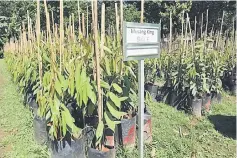  ??  ?? Musang King seedlings ready to be taken home.