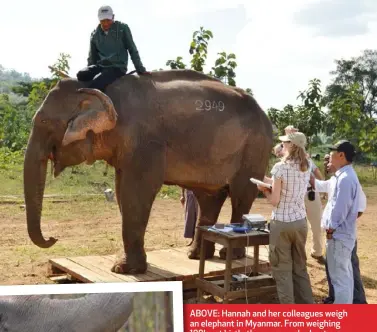  ??  ?? ABOVE: Hannah and her colleagues weigh an elephant in Myanmar. From weighing 100kg at birth, the average elephant grows to tip the scales at a couple of tons. LEFT: A trainer interacts with an elephant.