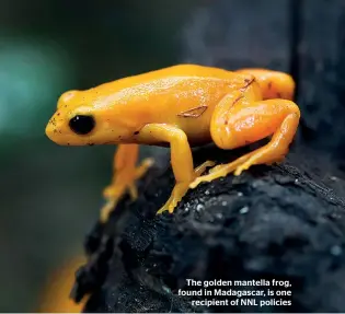  ??  ?? The golden mantella frog, found in Madagascar, is one recipient of NNL policies