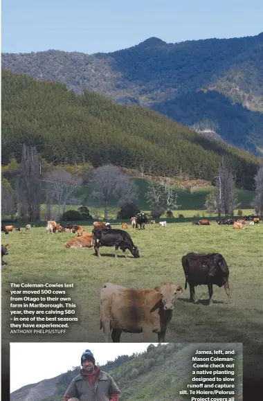  ?? ANTHONY PHELPS/STUFF ?? The Coleman-cowies last year moved 500 cows from Otago to their own farm in Marlboroug­h. This year, they are calving 580 – in one of the best seasons they have experience­d.