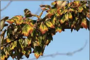  ?? (AP/Steven Senne) ?? A tree with yellow and brown leaves stands near a statue Thursday in Concord, Mass.