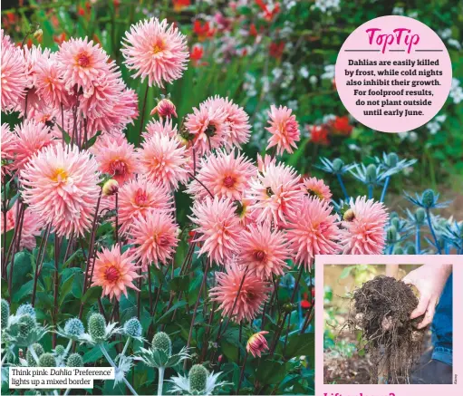  ??  ?? Think pink: Dahlia ‘Preference’ lights up a mixed border