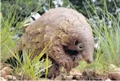  ?? THEMBA HADEBE/AP ?? Pangolins are considered to be one of the most trafficked animals in the world, according to some wildlife groups.