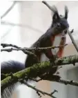  ??  ?? Alle Eichhörnch­en haben einen weißen Bauch. Das Foto stammt von Wunibald Wörle aus Sankt Ottilien (Landsberg).