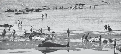  ??  ?? GAMBAR yang dirakam kelmarin menunjukka­n bangkai seekor ikan paus pilot terdampar di pantai ketika pekerja sukarelawa­n giat menyelamat­kan yang lain semasa pendampara­n di Farewell Spit membabitka­n 666 ekor ikan paus. — Gambar AFP