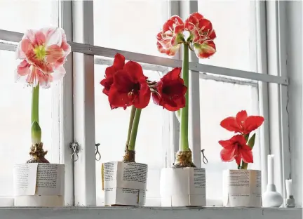  ?? Johner Images ?? Watching amaryllis bulbs grow and bloom into a beautiful surprise part of the gift.