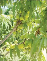  ?? ?? Chad and Valerie Sisco of Farmington are growing many varieties of fruit trees, including this cherry tree in their front yard.