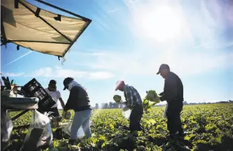  ?? Sandy Huffaker / AFP / Getty Images ?? Workers harvest lettuce near Brawley (Imperial County). Farmers and farm workers, who are mostly immigrants, are concerned about the Trump administra­tion’s immigratio­n policies.