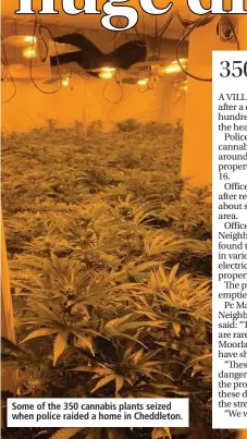  ??  ?? Some of the 350 cannabis plants seized when police raided a home in Cheddleton.