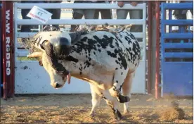  ?? Tim Conover ?? Bull Rider Dillon Micheel of Ainsworth is pictured above in both photos as he draws a tough bull called Done Gone Crazy and got himself in a predicamen­t during the Custer County Classic XIX in 2017.