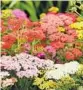  ?? ?? Yarrow, which makes a meadow of flowers, is a nice grass alternativ­e.