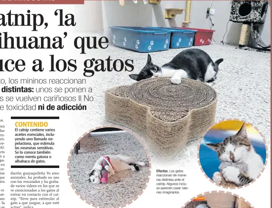  ?? FOTOS: CORTESÍA ?? Efectos. Los gatos reaccionan de maneras distintas ante el catnip. Algunos incluso parecen cazar ratones imaginario­s.