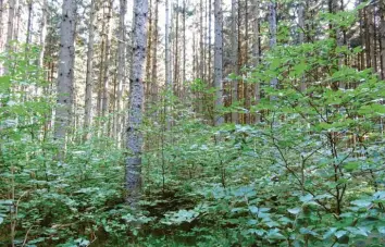  ?? Foto: Hans Bosch ?? So sollte die Umwandlung unserer Wälder aussehen: eine Mischung von Laub- und Nadelwald, beispielha­ft zeigt sich dies im Klosterwal­d südöstlich von Ichenhause­n.