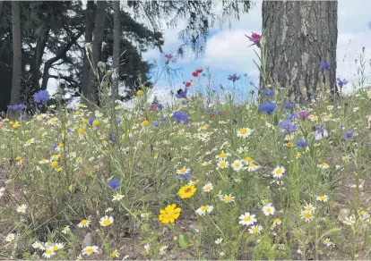  ?? ?? Colourful Wild flowers growing at Dunblane New golf course, photo by Lorna Donaldson