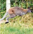  ?? Archivfoto: dpa ?? Känguru „Skippy“ist 2015 einfach so durchs Sauerland gehüpft.