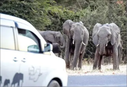  ?? MONIRUL BHUIYAN/AFP ?? Elephants prepare to cross a road as cars drive by in Kasane, Chobe district, northern Botswana last month.