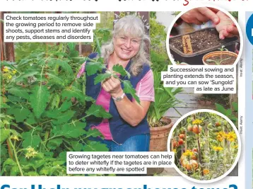  ??  ?? Check tomatoes regularly throughout the growing period to remove side shoots, support stems and identify any pests, diseases and disorders
Succession­al sowing and planting extends the season, and you can sow ‘Sungold’ as late as June
Growing tagetes near tomatoes can help to deter whitefly if the tagetes are in place before any whitefly are spotted