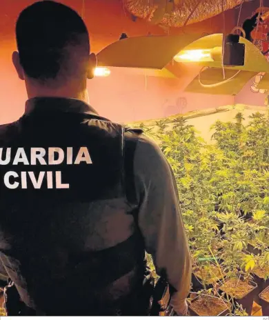  ?? D.C. ?? Un guardia civil inspeccion­a una plantación de marihuana.