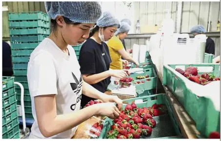  ?? — AP ?? Worries over: Workers sorting and packing strawberri­es at the Chambers Flat Strawberry Farm in Chambers Flat, Queensland, Australia.