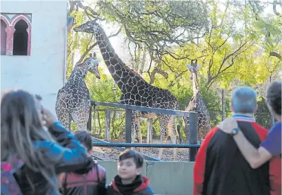  ?? ARCHIVO CLARÍN ?? Shaki. Nació hace 18 años en el ex Zoo y vivió con Buddy, su compañero, y Ciro, su cría.