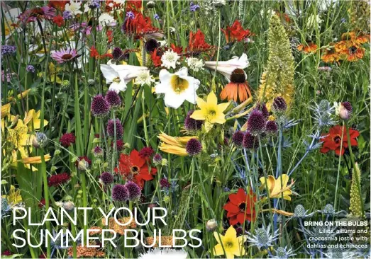  ??  ?? BRING ON THE BULBS Lilies, alliums and crocosmia jostle with dahlias and echinacea