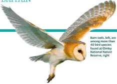 ??  ?? Barn owls, left, are among more than 40 bird species found at Elmley National Nature Reserve, right