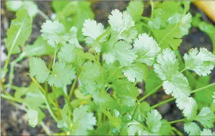  ??  ?? CORIANDER will grow well in a pot or in the garden. Below— coriander seedlings.
