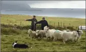  ?? Photo by Don MacMonagle ?? Donnacha Ó Ceileachai­r and Jerry Kennedy with Cork-bound Blasket lambs.