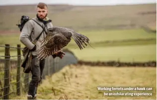  ?? ?? Working ferrets under a hawk can
be an exhilarati­ng experience
GAME MARKET