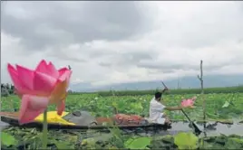  ?? WASEEM ANDRABI/ HT ?? ■
IN NATURE’S CRADLE: A man rows a shikara through a bed of lotus flowers on the Dal Lake in Srinagar on Tuesday.