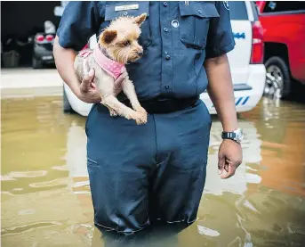  ?? — GETTY IMAGES FILES ?? Black Dog Rescue, a non-profit group in Surrey that saves dogs and cats from kill shelters in Texas, is helping with efforts in the state after hurricane Harvey and says there is need for foster and permanent homes for pets.