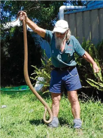  ?? Photo: Contribute­d ?? STAY AWAY: Snake catcher Gunter Glaser, who is about 5ft 7, holds the giant eastern brown up for comparison.
