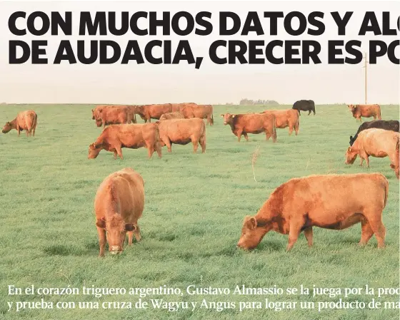  ??  ?? EL RODEO DE CRIA SOBRE UNA PASTURA DE REJUVENECI­MIENTO. ACTUALMENT­E ALMASSIO CUENTA CON UNAS 300 VACAS Y REALIZA DOS SERVICIOS ANUALES PARA DIFERIR LA OFERTA Y GANAR EN PRECIOS.