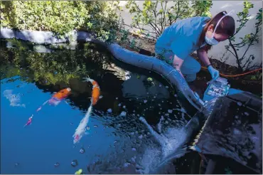  ?? PHOTOS BY ANDA CHU — STAFF PHOTOGRAPH­ER ?? Dr. Jessie Sanders tests the water in a Japanese koi fish pond at a home in Los Gatos on Sunday. Sanders, the owner and chief veterinari­an of Aquatic Veterinary Services, is treating three koi with bacterial infections.