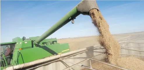  ?? PETER WILSON / POSTMEDIA NEWS FILES ?? Lentils are harvested in Aberdeen, Sask. Prices for the vegetarian staple are down 30 per cent in the past year.