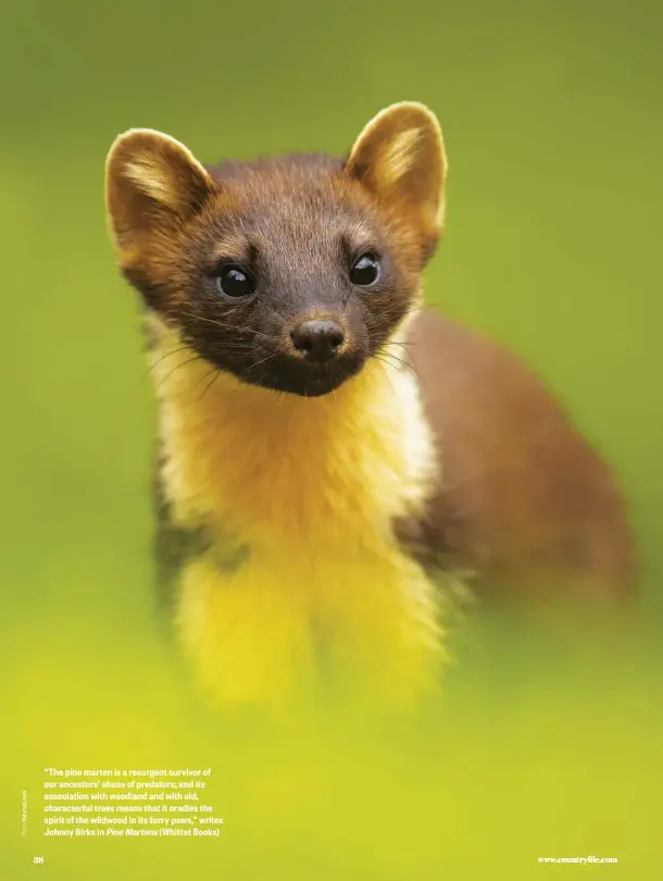  ??  ?? “The pine marten is a resurgent survivor of our ancestors’ abuse of predators; and its associatio­n with woodland and with old, characterf­ul trees means that it cradles the spirit of the wildwood in its furry paws,” writes Johnny Birks in Pine Martens (Whittet Books)