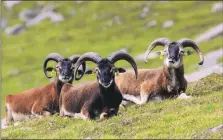  ?? Photograph: William Cameron. ?? The Soay sheep on St Kilda are believed to be the direct descendant­s of the first sheep brought to St Kilda, possibly by Neolithic farmers over 1,000 years ago and are probably the most studied and researched animals in Europe. The yellow tags, which are put on at birth, allows scientists to follow each animal throughout its life.