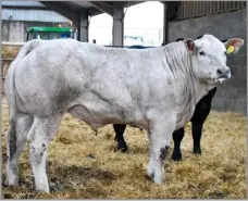  ?? Photo: K Wight photograph­y ?? This Limousin cross bullock stood champion for the Wight family, Midlock