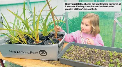  ?? Planted at Ō taia/Lindsay Bush. ?? Kindy pupil Billie checks the plants being nurtured at Lakeview Kindergart­en that are destined to be