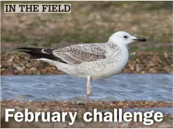  ??  ?? Try to find five species of wintering gull this month; the scarce Caspian Gull is a possibilit­y in some places.