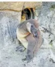  ?? FOTO: ZOO AMNÉVILLE ?? Humboldt-Pinguin-Baby.