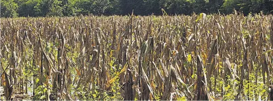  ?? ?? Problemas. La producción de granos básicos podría disminuir si se mantiene la presión por el alza de insumos, afectacion­es por lluvias, entre otros.