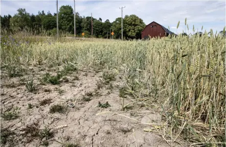  ?? Bild: CHRISTINE OLSSON/TT ?? TORKA. Miljöparti­et hoppas få hjälp av det varma vädret i valrörelse­n.