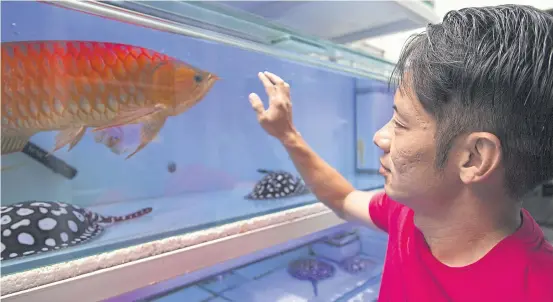  ??  ?? Kenny Lim, an arowana and stingray hobbyist, with his prized arowana at his home in Singapore.