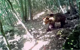  ??  ?? La sagoma Un’immagine dell'orso M49 scattata da una fototrappo­la in Trentino: l’esemplare l’anno scorso fuggì da un centro faunistico dopo la cattura