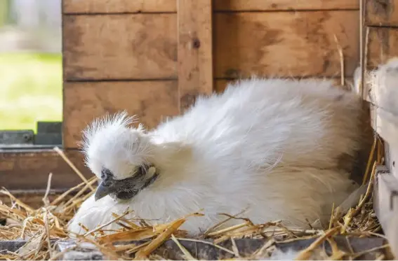  ??  ?? Silkie hens lay a moderate amount of light-cream eggs each year, but they do have the potential to lay fewer as they can have the tendency to go broody.
