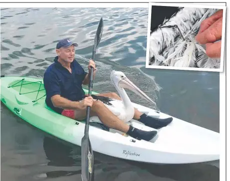  ??  ?? Rowley Goonan, from Wild Bird Rescues Gold Coast, saves a pelican tangled in fishing line and (inset) a hook.