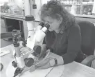  ?? MILWAUKEE ART MUSEUM ?? Using a stereomicr­oscope, Milwaukee Art Museum art conservato­r Terri White examines a silver brooch created by sculptor Alexander Calder.