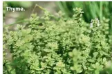  ??  ?? Thyme.